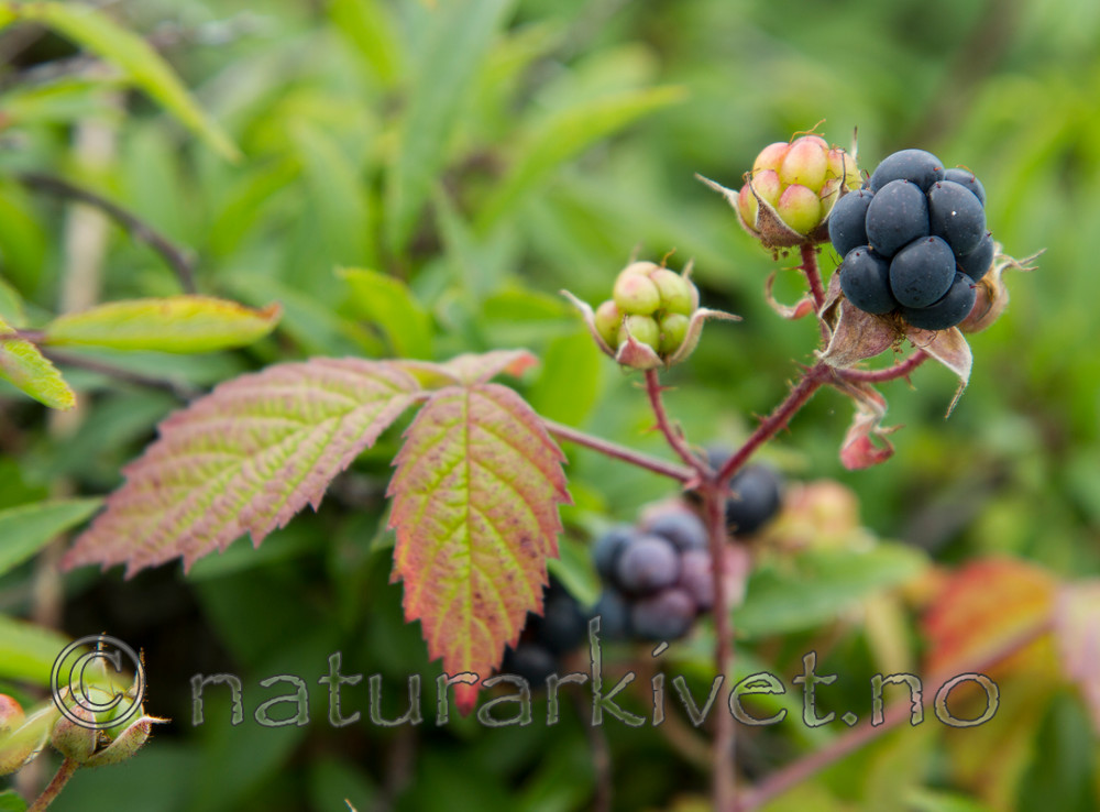 KA_100725_7165 / Rubus caesius / Blåbringebær