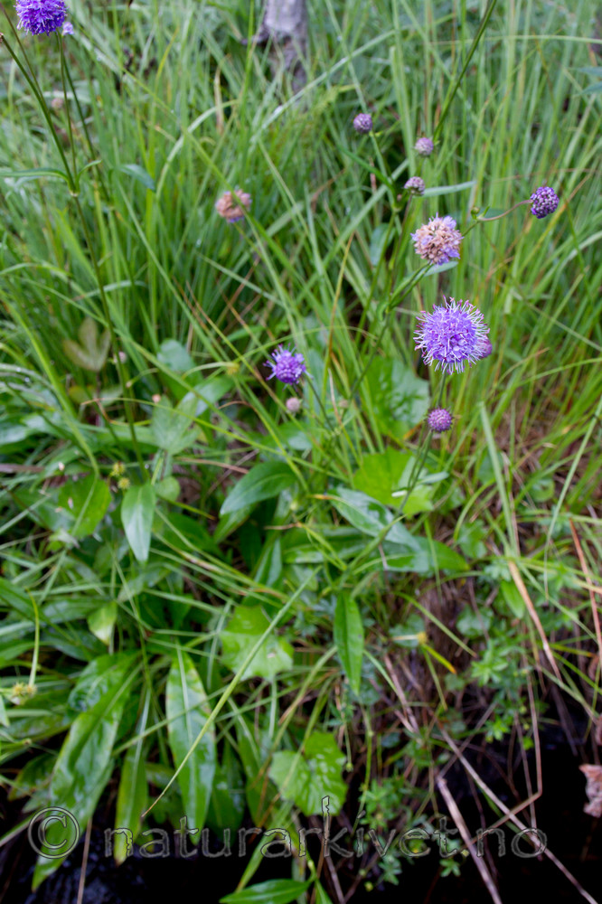 KA_100805_6523 / Succisa pratensis / Blåknapp