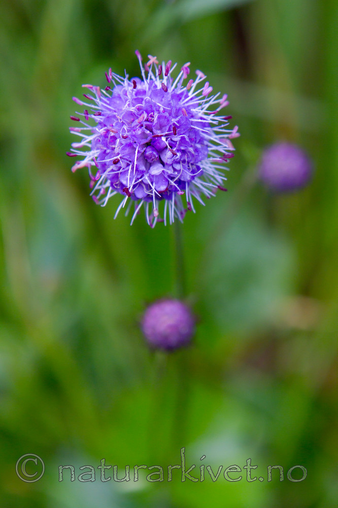 KA_100805_6524 / Succisa pratensis / Blåknapp