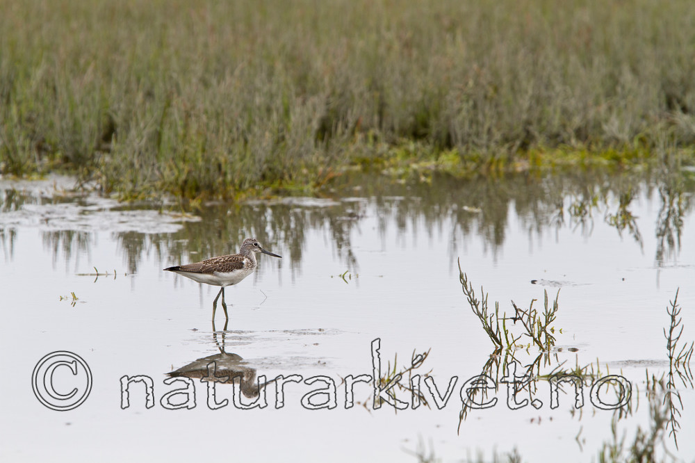 KA_100806_4714 / Tringa nebularia / Gluttsnipe