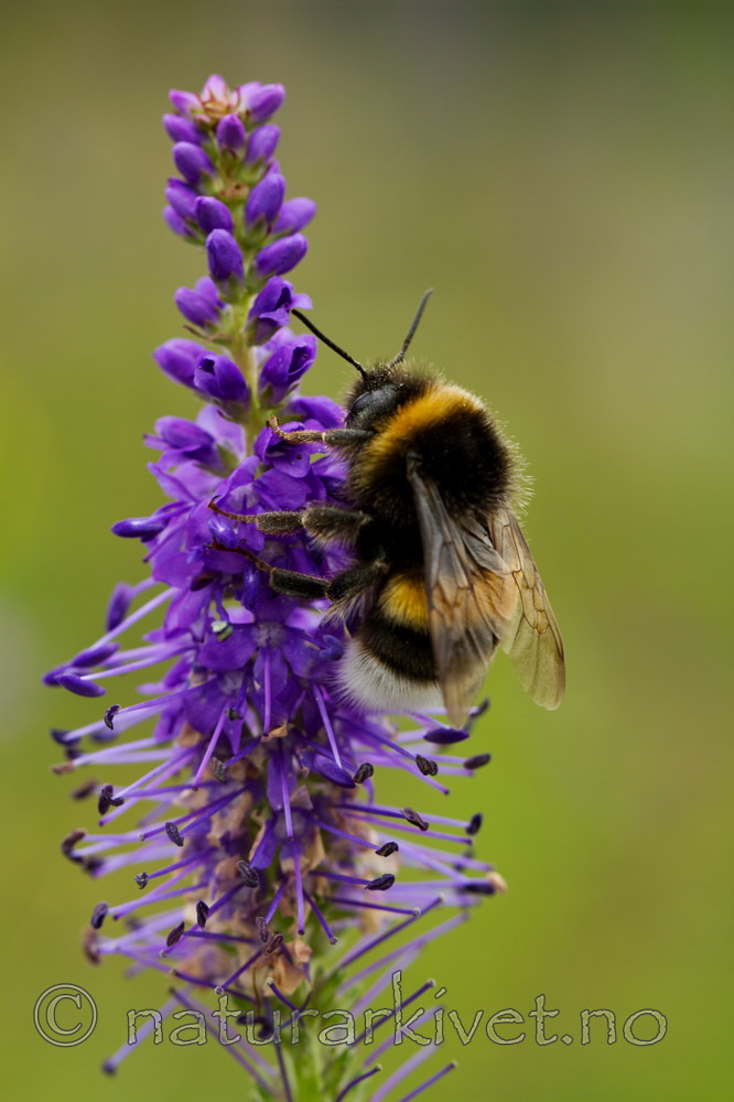KA_100806_4736 / Veronica spicata / Aksveronika