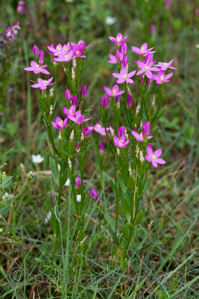 KA_100806_4739 / Centaurium littorale / Tusengylden