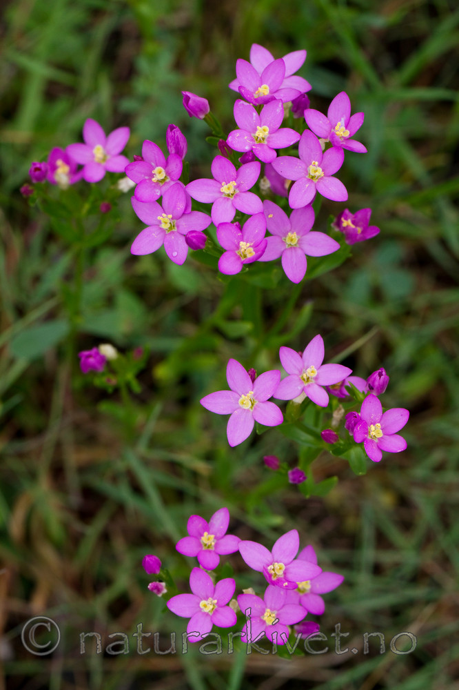 KA_100806_4740 / Centaurium littorale / Tusengylden
