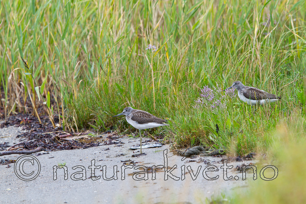 KA_100806_4748 / Tringa nebularia / Gluttsnipe