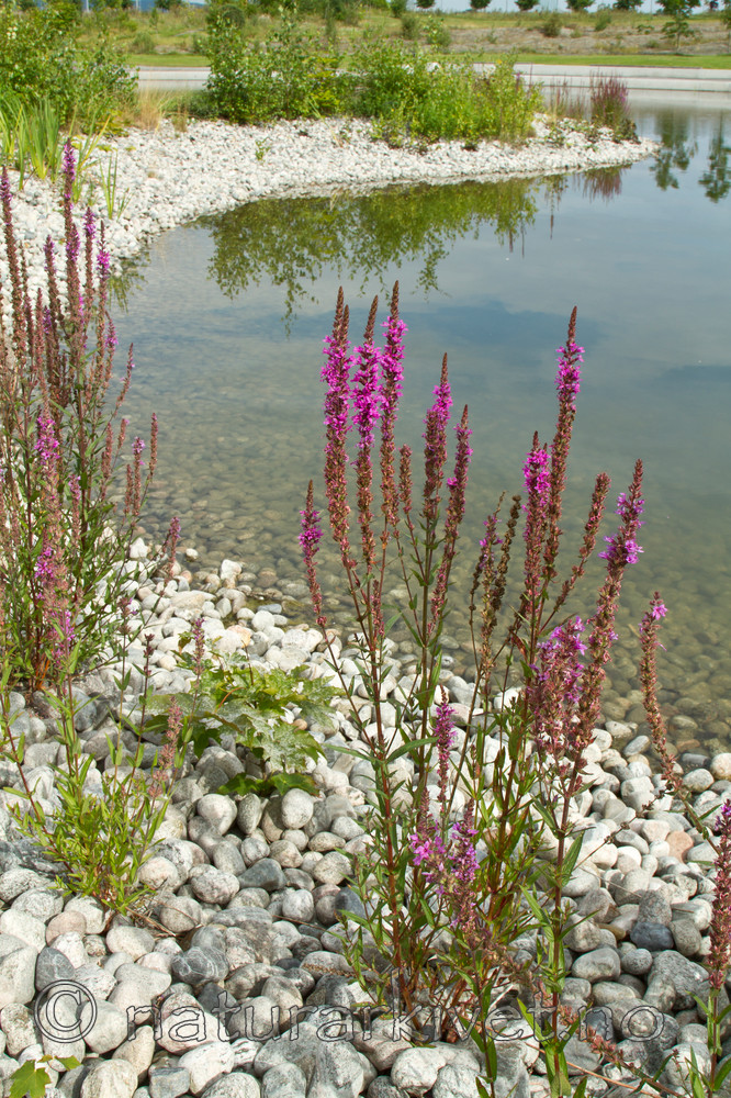 KA_100809_4760 / Lythrum salicaria / Kattehale