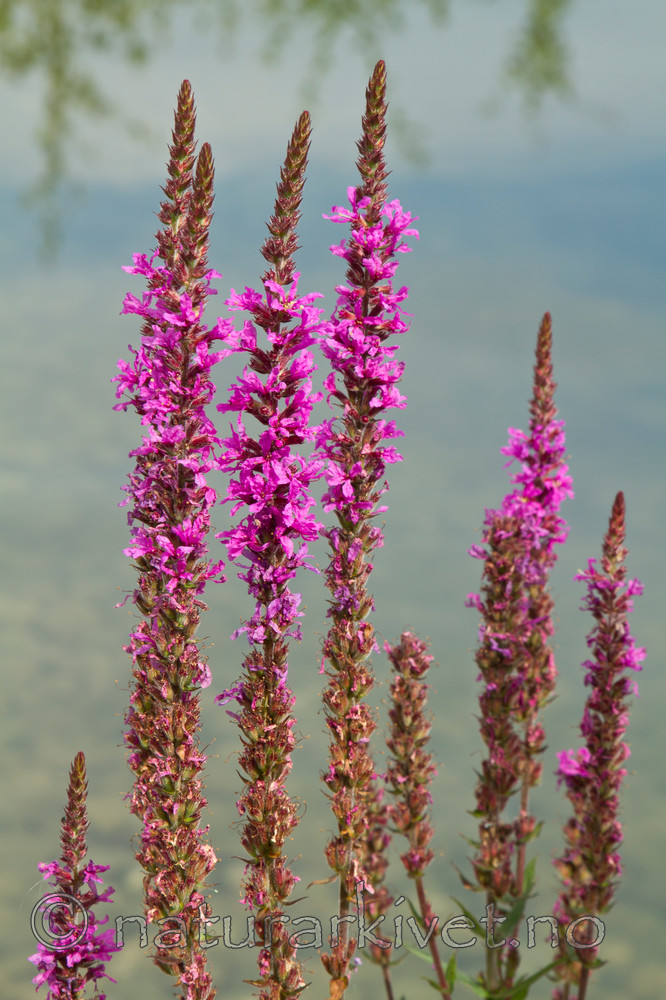KA_100809_4761 / Lythrum salicaria / Kattehale