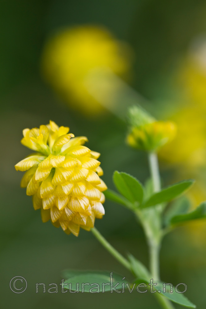 KA_100809_4771 / Trifolium aureum / Gullkløver