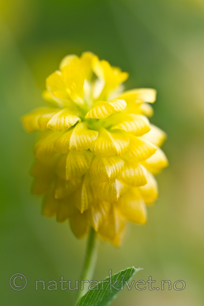 KA_100809_4772 / Trifolium aureum / Gullkløver