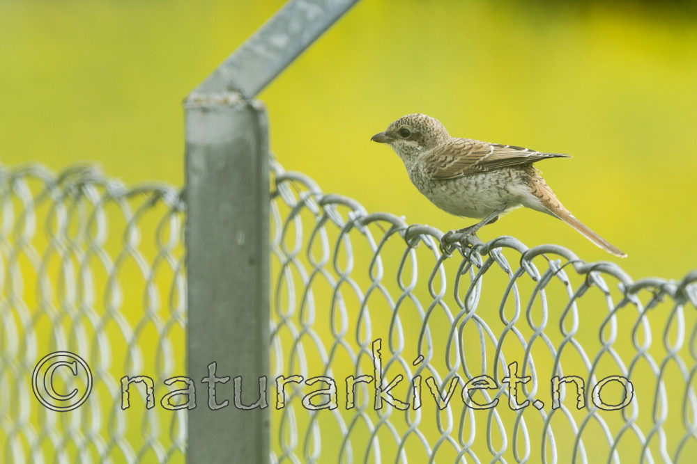 KA_100812_5475 / Lanius collurio / Tornskate