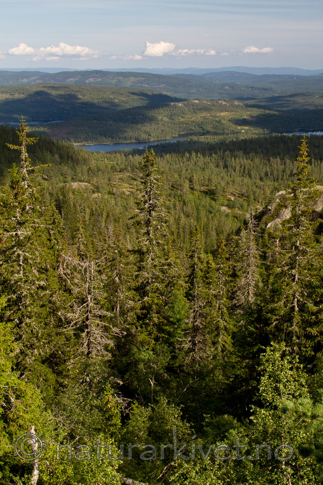 KA_100814_6557 / Picea abies / Gran