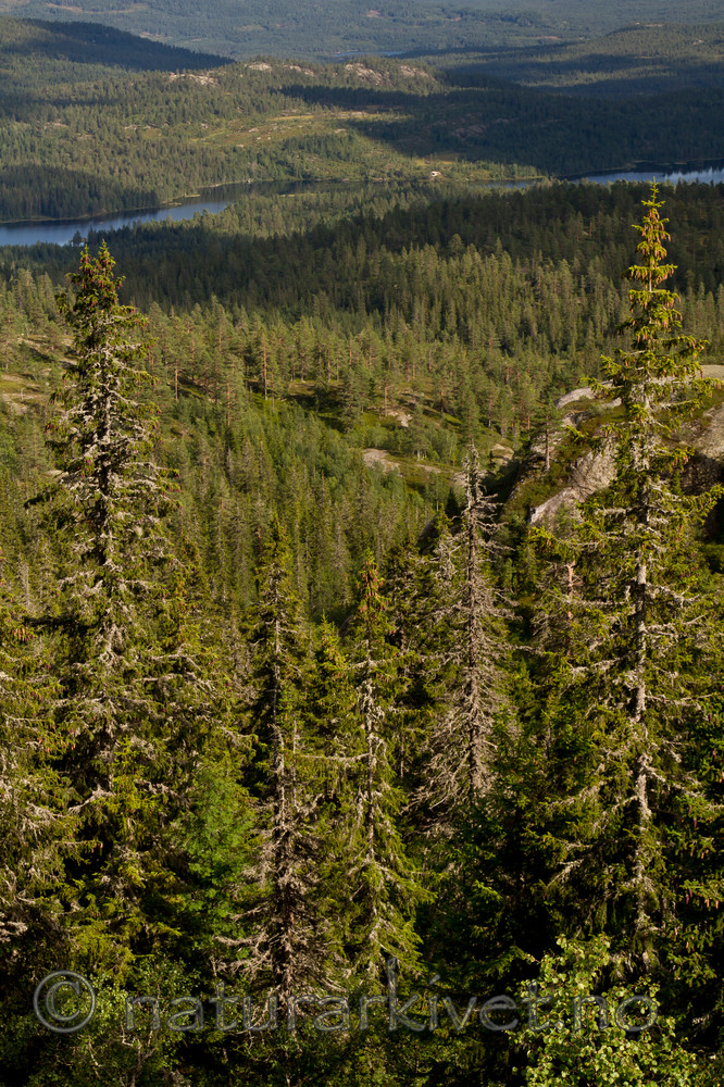 KA_100814_6560 / Picea abies / Gran