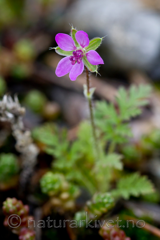 KA_100818_5656 / Erodium cicutarium / Tranehals
