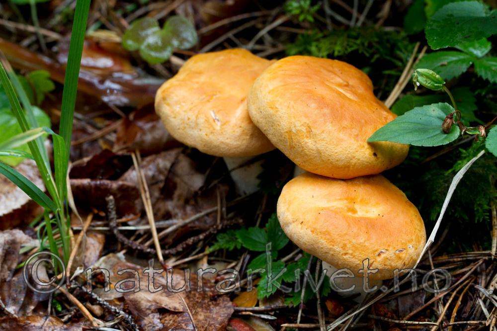 KA_100818_5684 / Hydnum rufescens / Rødgul piggsopp