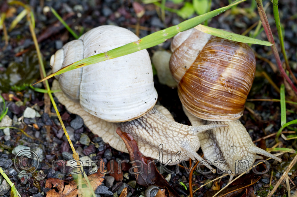 KA_100818_5701 / Helix pomatia / Vinbergsnegl
