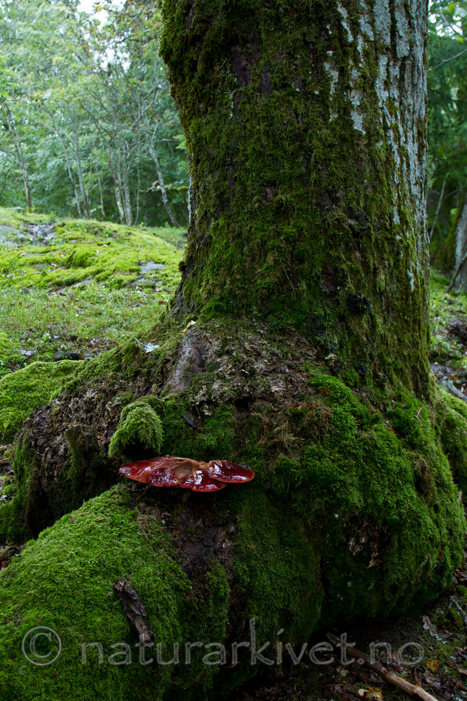 KA_100819_5713 / Fistulina hepatica / Oksetungesopp