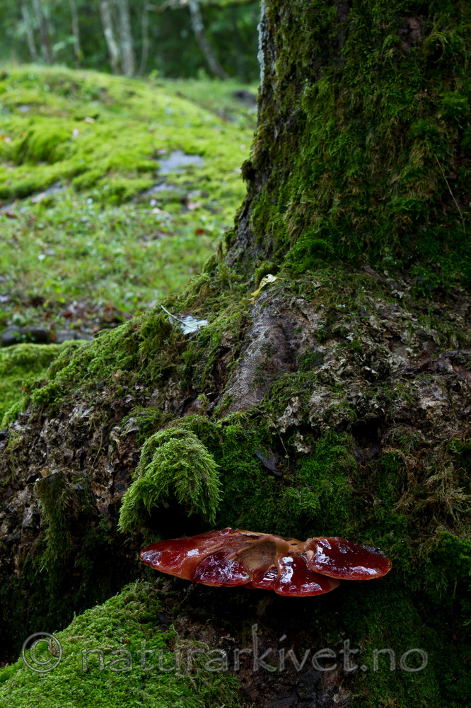 KA_100819_5714 / Fistulina hepatica / Oksetungesopp