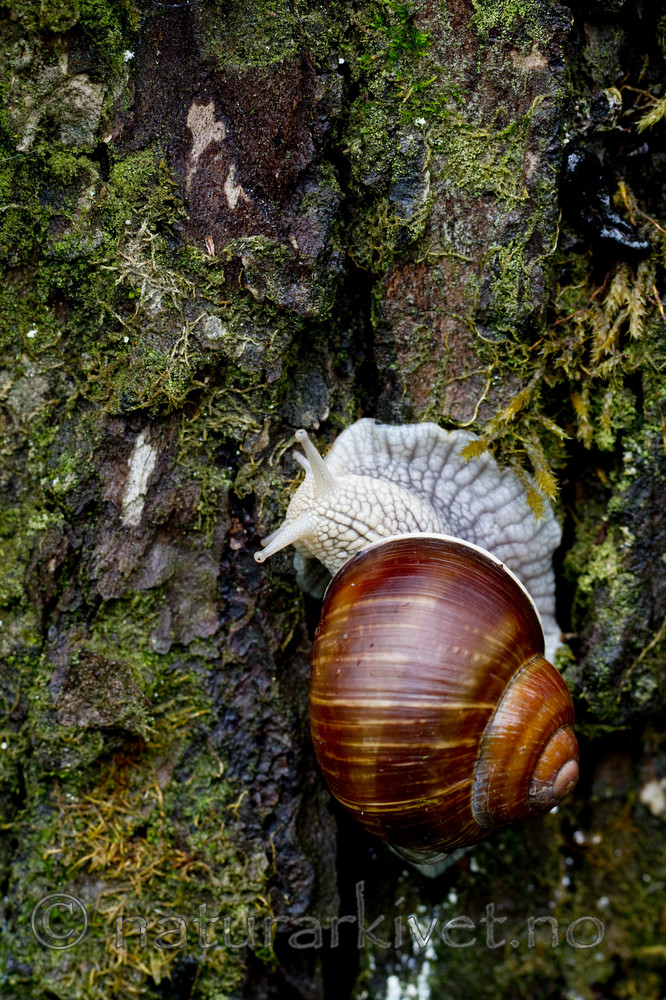 KA_100819_5716 / Helix pomatia / Vinbergsnegl