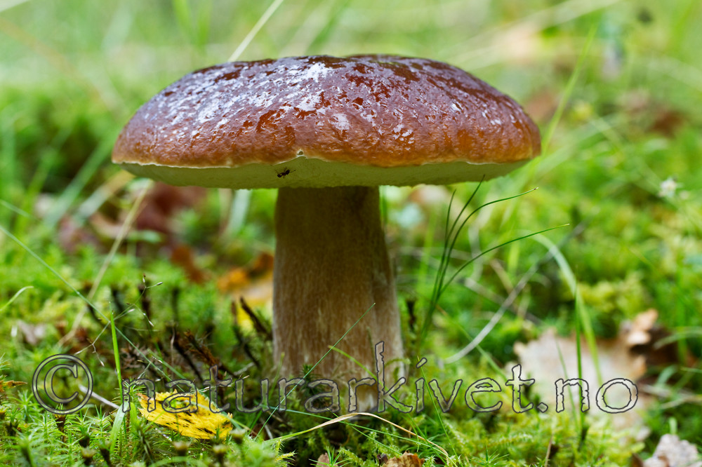 KA_100826_5276 / Boletus edulis / Steinsopp