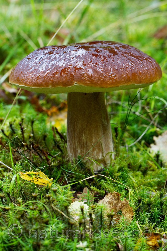 KA_100826_5277 / Boletus edulis / Steinsopp