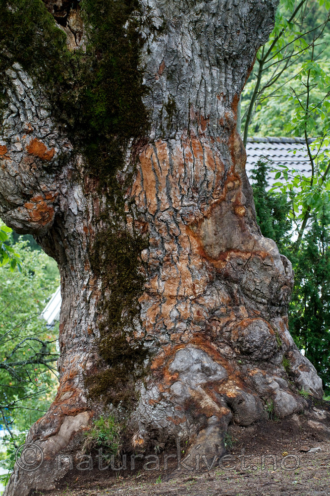 KA_100826_5279 / Quercus robur / Sommereik