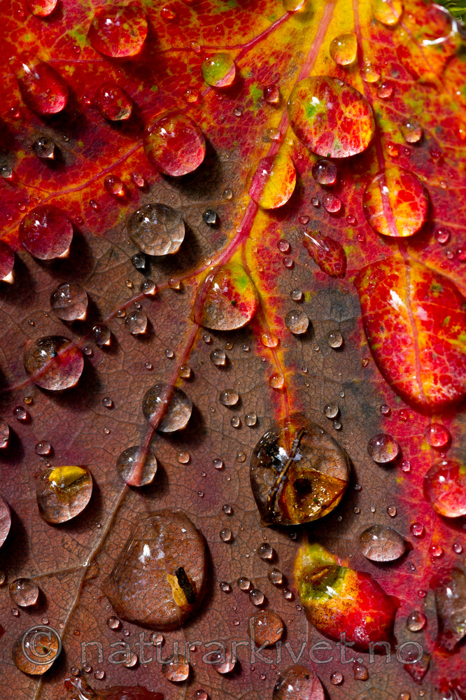 KA_100831_5352 / Populus tremula / Osp