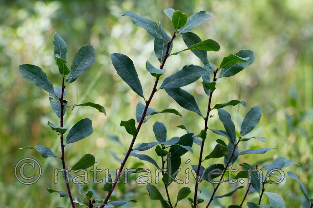 KA_100901_5538 / Myrica gale / Pors