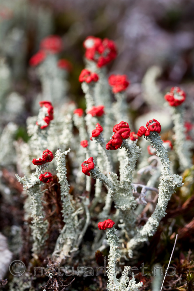 KA_100901_5545 / Cladonia bellidiflora / Blomsterlav