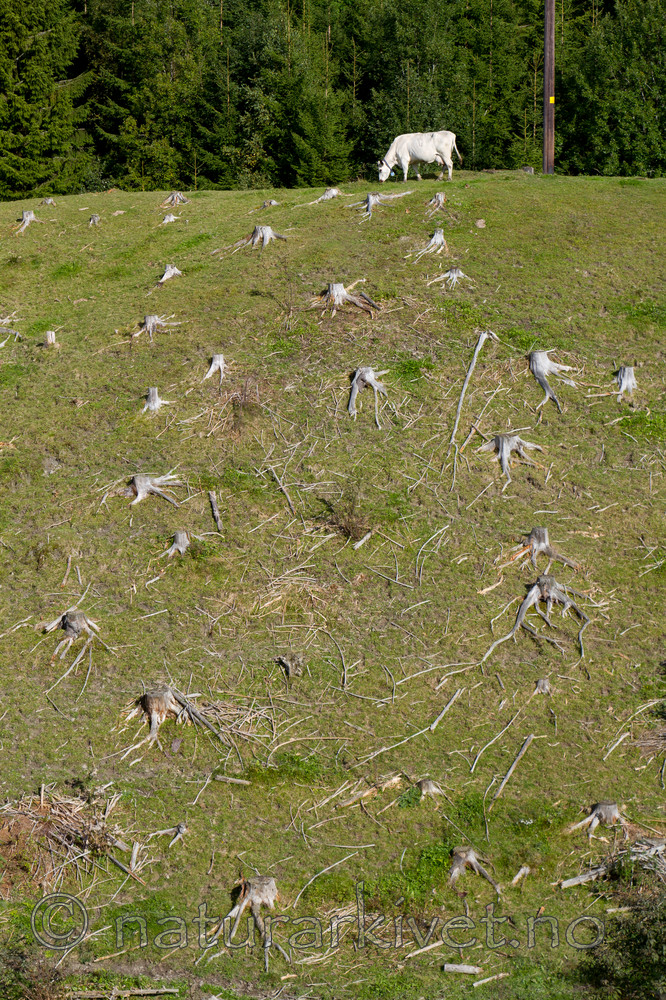 KA_100903_5792 / Bos taurus / Storfe