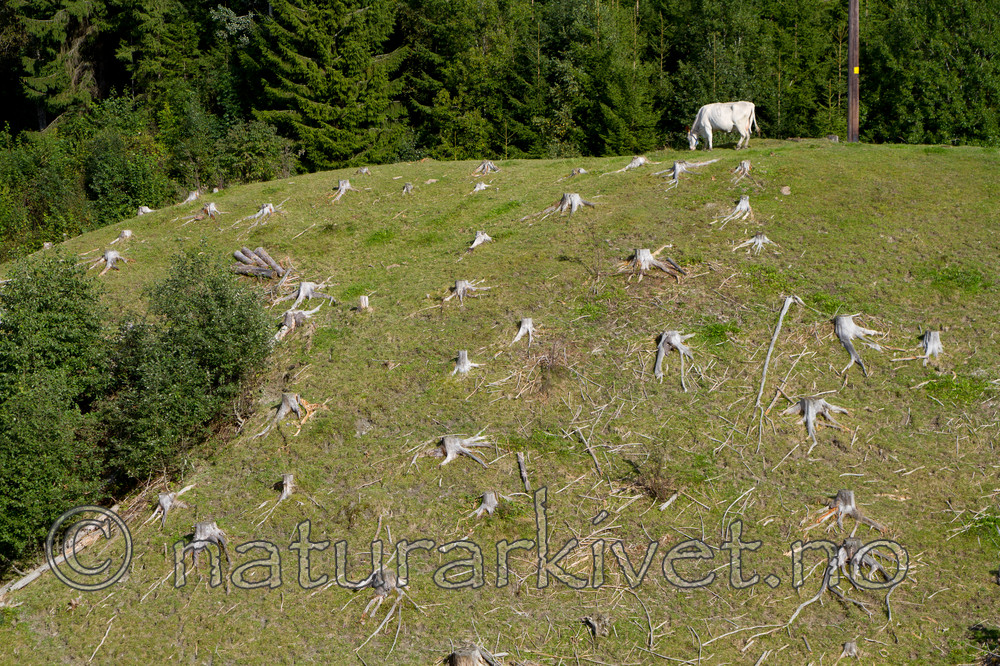 KA_100903_5793 / Bos taurus / Storfe