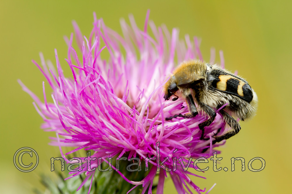 KA_100908_5766 / Trichius fasciatus / Humlebille