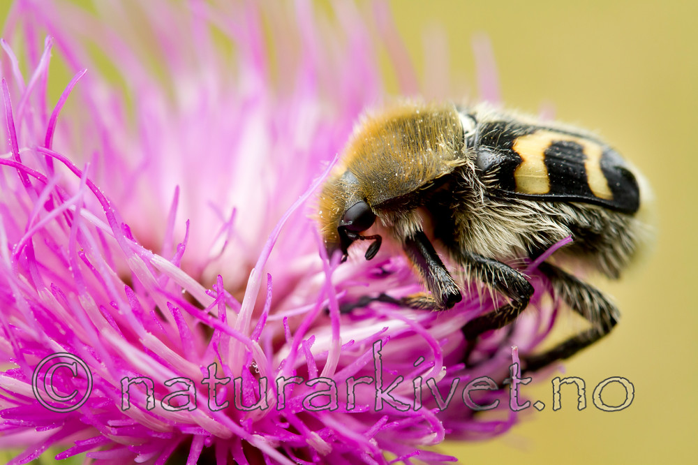 KA_100908_5767 / Trichius fasciatus / Humlebille