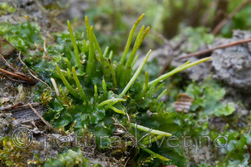 KA_100920_7221 / Phaeoceros carolinianus / Gulnål