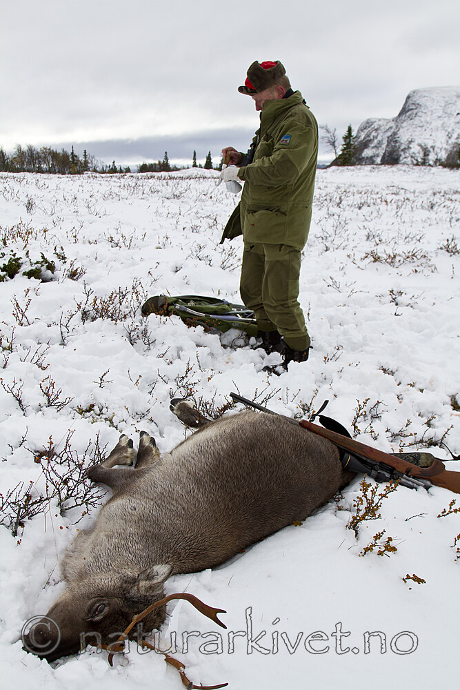 KA_100925_7681 / Rangifer tarandus / Rein