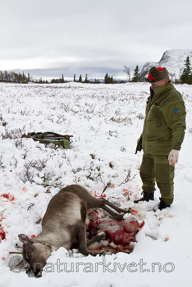 KA_100925_7690 / Rangifer tarandus / Rein