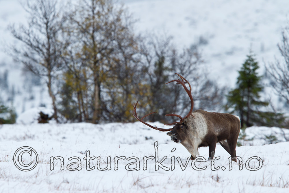 KA_100925_7702 / Rangifer tarandus / Rein