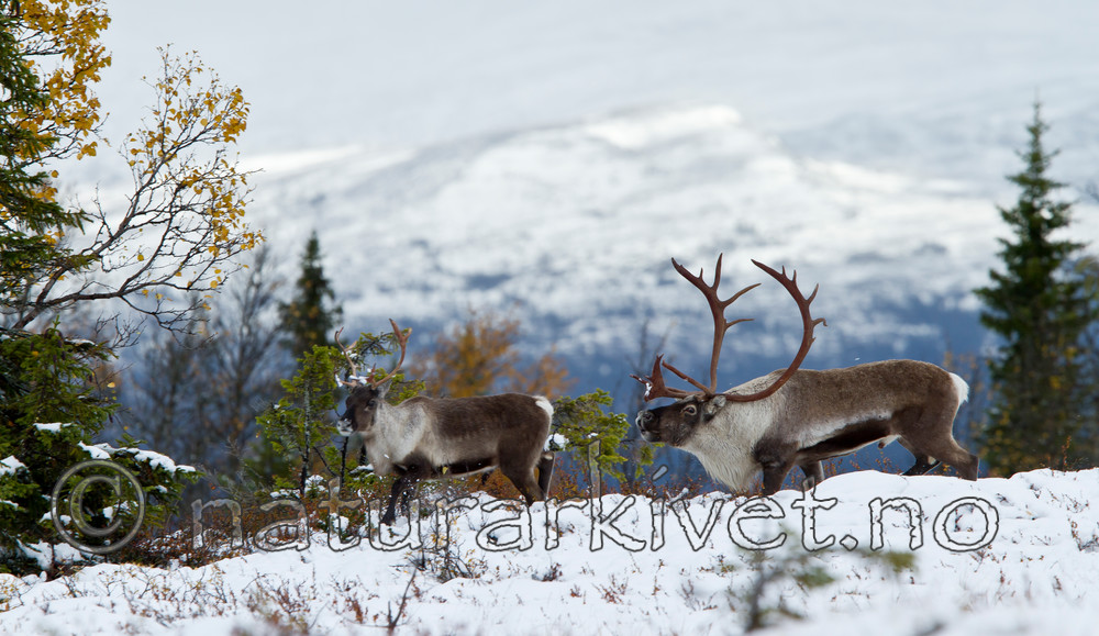 KA_100925_7708 / Rangifer tarandus / Rein