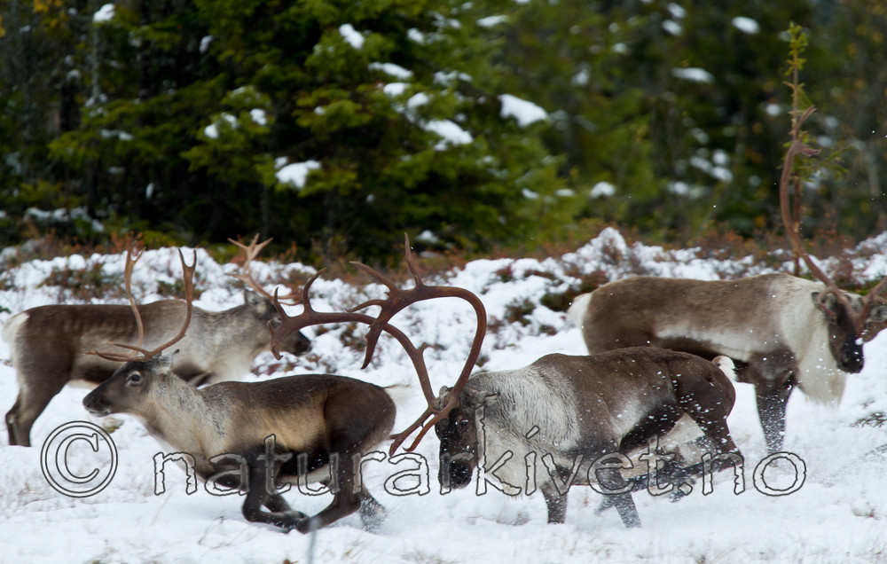 KA_100925_7717 / Rangifer tarandus / Rein