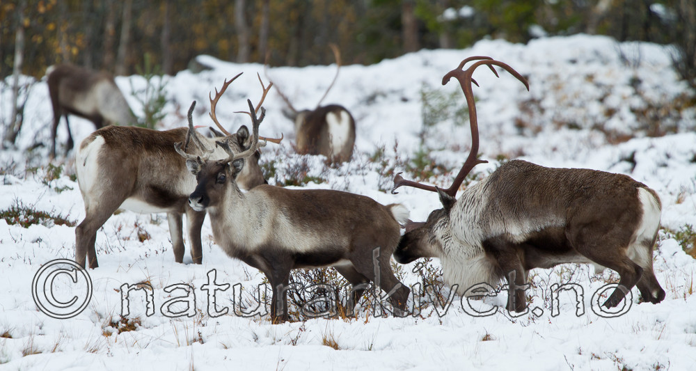 KA_100925_7732 / Rangifer tarandus / Rein