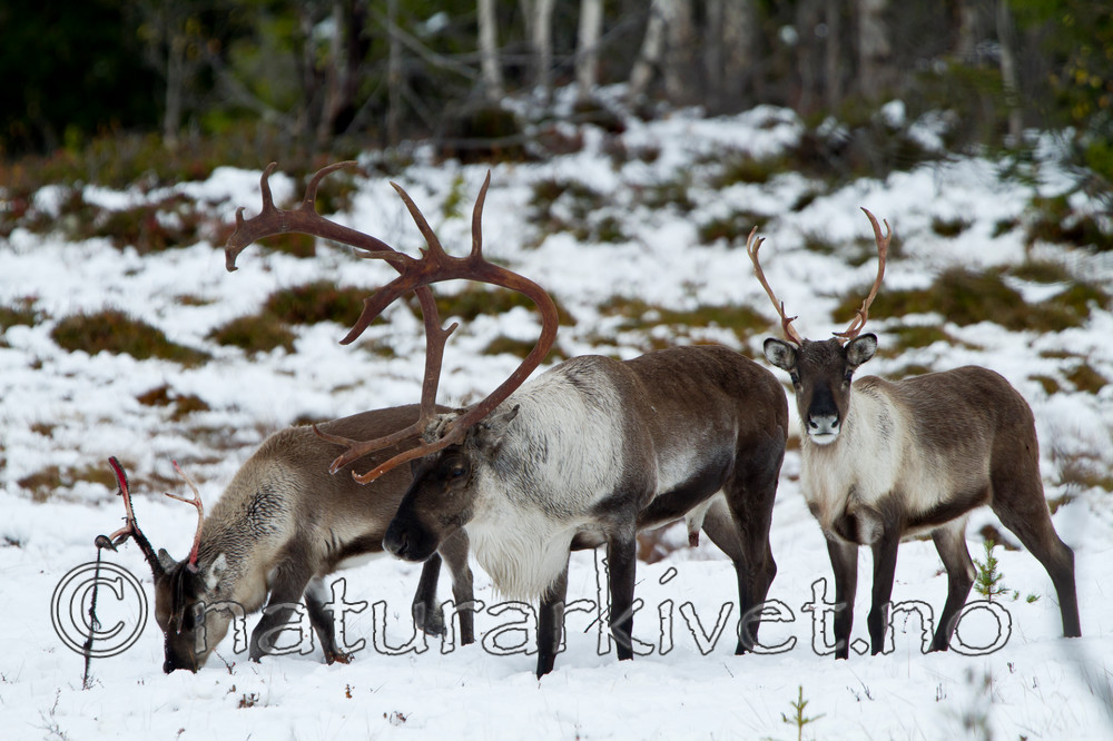 KA_100925_7745 / Rangifer tarandus / Rein