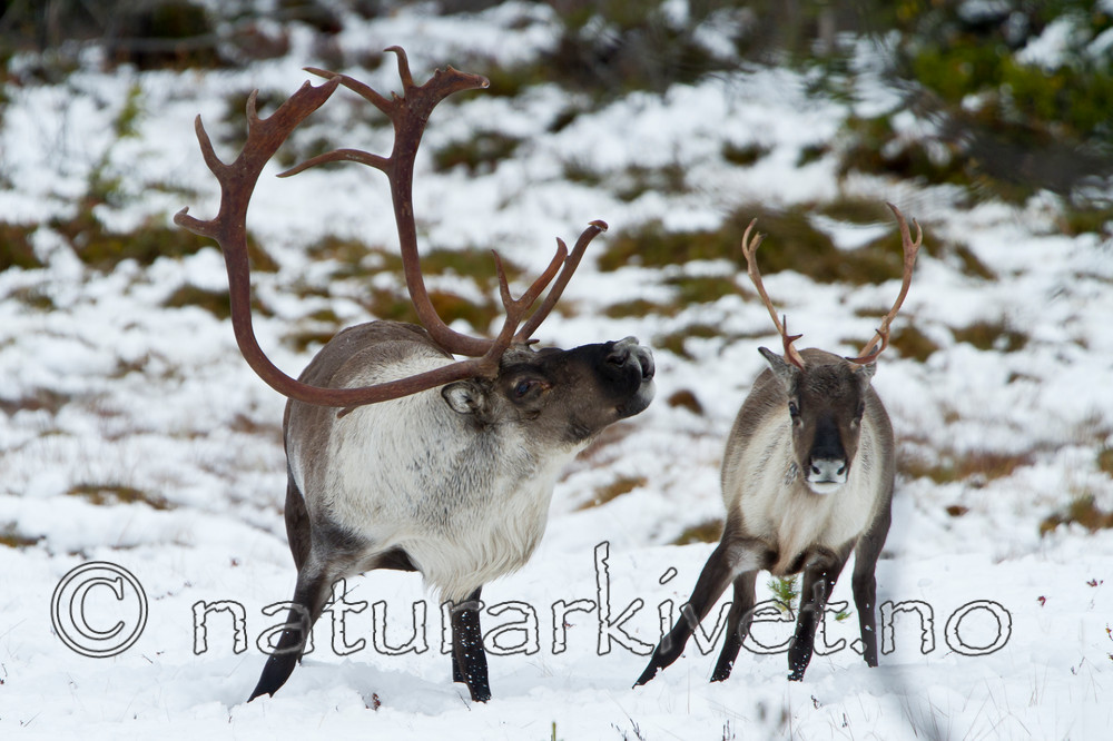 KA_100925_7746 / Rangifer tarandus / Rein