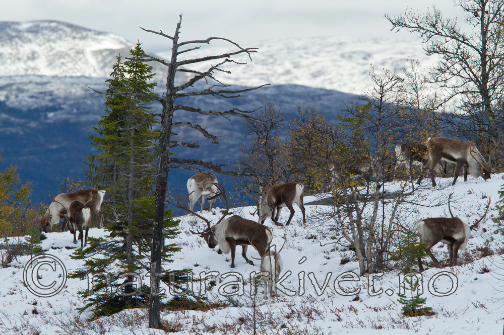 KA_100925_7772 / Rangifer tarandus / Rein