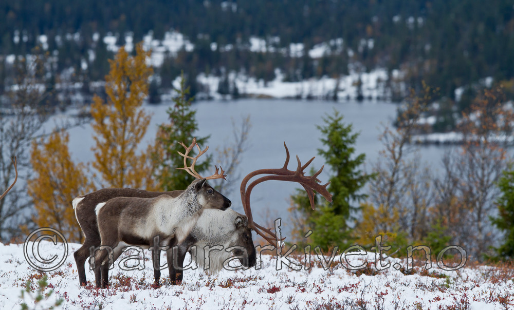 KA_100925_7790 / Rangifer tarandus / Rein