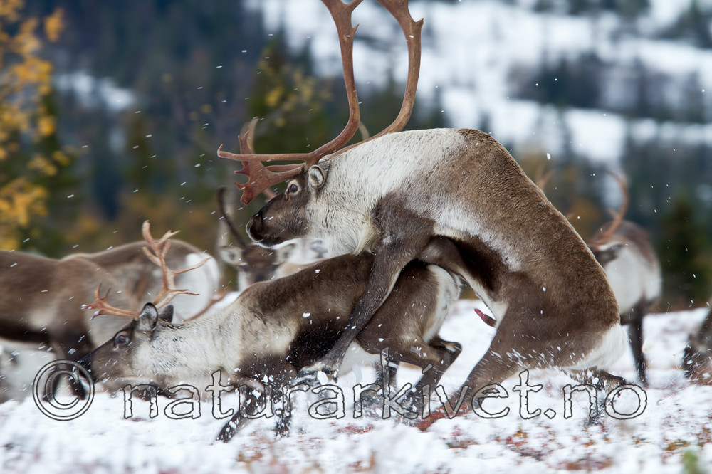 KA_100925_7814 / Rangifer tarandus / Rein