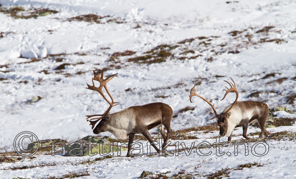 KA_100926_7841 / Rangifer tarandus / Rein