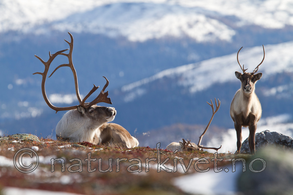 KA_100926_7846 / Rangifer tarandus / Rein