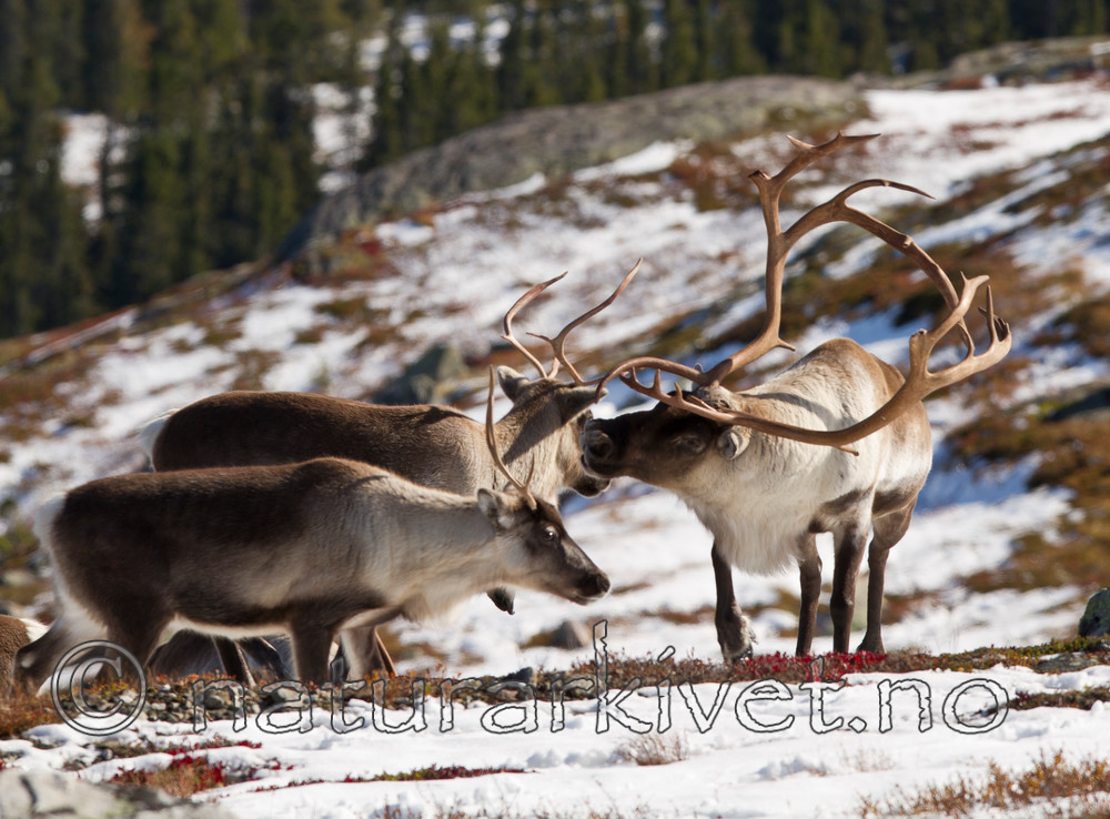 KA_100926_7868 / Rangifer tarandus / Rein