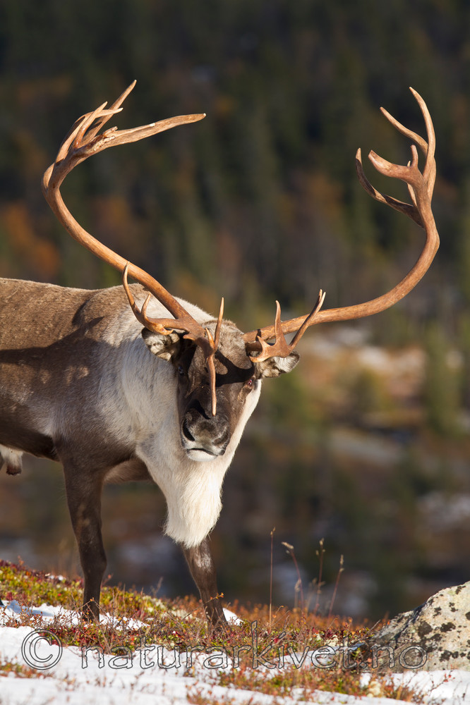KA_100926_7894 / Rangifer tarandus / Rein