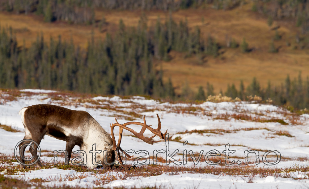 KA_100926_7942 / Rangifer tarandus / Rein