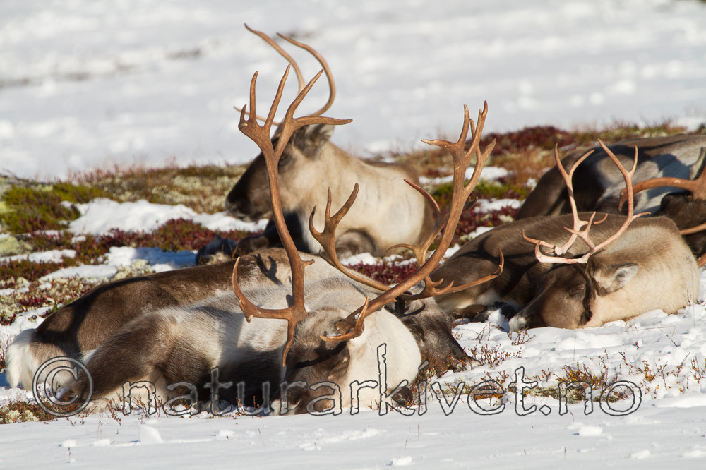 KA_100926_7954 / Rangifer tarandus / Rein