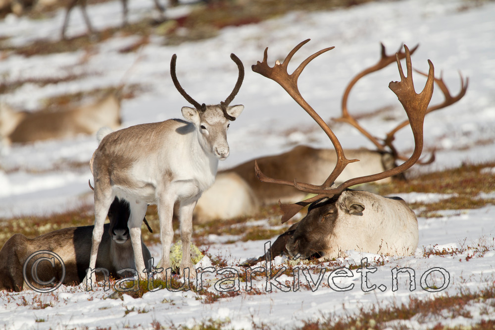 KA_100926_7956 / Rangifer tarandus / Rein